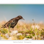 Ãtourneau sansonnet (Sturnus vulgaris - Common Starling) dans les galets du hÃ¢ble d'Ault - Saison : Ã©tÃ© - Lieu : HÃ¢ble d'Ault, Cayeux-sur-mer / Ault,Somme, Picardie, France