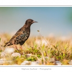 Ãtourneau sansonnet (Sturnus vulgaris - Common Starling) dans les galets du hÃ¢ble d'Ault - Saison : Ã©tÃ© - Lieu : HÃ¢ble d'Ault, Cayeux-sur-mer / Ault,Somme, Picardie, France