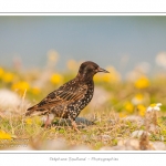 Ãtourneau sansonnet (Sturnus vulgaris - Common Starling) dans les galets du hÃ¢ble d'Ault - Saison : Ã©tÃ© - Lieu : HÃ¢ble d'Ault, Cayeux-sur-mer / Ault,Somme, Picardie, France