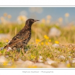 Ãtourneau sansonnet (Sturnus vulgaris - Common Starling) dans les galets du hÃ¢ble d'Ault - Saison : Ã©tÃ© - Lieu : HÃ¢ble d'Ault, Cayeux-sur-mer / Ault,Somme, Picardie, France