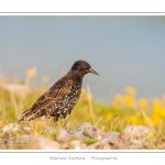 Ãtourneau sansonnet (Sturnus vulgaris - Common Starling) dans les galets du hÃ¢ble d'Ault - Saison : Ã©tÃ© - Lieu : HÃ¢ble d'Ault, Cayeux-sur-mer / Ault,Somme, Picardie, France