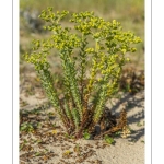 Euphorbe maritime (Euphorbia paralias)