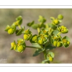 Euphorbe maritime (Euphorbia paralias)