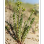 Euphorbe maritime (Euphorbia paralias)