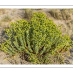 Euphorbe maritime (Euphorbia paralias)