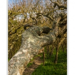 Le Bois de Rompval, propriÃ©tÃ© du Conservatoire du Littoral, classÃ©, connu pour ses arbres tortueux.  Saison : Printemps - Lieu : Mers-les-bains / Bois de Cise, Somme, CÃ´te Picarde, Picardie, France.