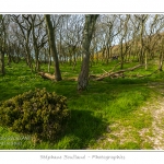 Le Bois de Rompval, propriÃ©tÃ© du Conservatoire du Littoral, classÃ©, connu pour ses arbres tortueux.  Saison : Printemps - Lieu : Mers-les-bains / Bois de Cise, Somme, CÃ´te Picarde, Picardie, France.