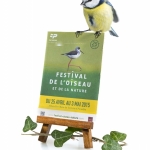 MÃ©sange bleue - Cyanistes caeruleus - Eurasian Blue Tit