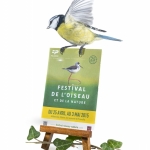 MÃ©sange bleue - Cyanistes caeruleus - Eurasian Blue Tit