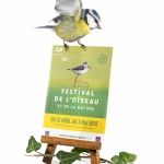 MÃ©sange bleue - Cyanistes caeruleus - Eurasian Blue Tit