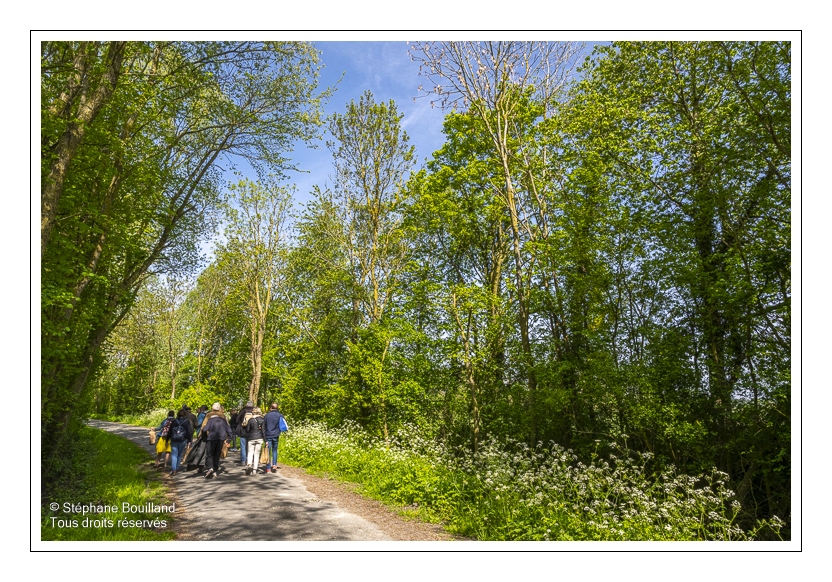 Sortie nature "Sur les rails et les chemins de la baie de Somme") animée par Corinne Vasseur