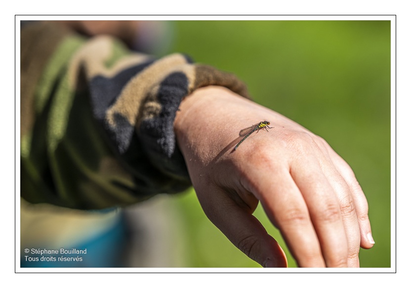 Sortie nature "Zzzzzzoom sur les insectes" animée par Corinne Vasseur