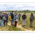 Balade botanique et poétique en baie de Somme - Flora Delalande - Festival de l'oiseau