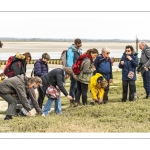 Balade botanique et poétique en baie de Somme - Flora Delalande - Festival de l'oiseau