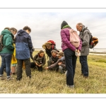 Balade botanique et poétique en baie de Somme - Flora Delalande - Festival de l'oiseau