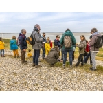 Balade botanique et poétique en baie de Somme - Flora Delalande - Festival de l'oiseau