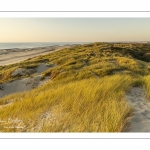 Les dunes entre Fort-Mahon et la baie d'Authie au soleil couchant