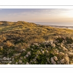 Les dunes entre Fort-Mahon et la baie d'Authie au soleil couchant