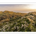 Les dunes entre Fort-Mahon et la baie d'Authie au soleil couchant