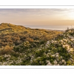 Les dunes entre Fort-Mahon et la baie d'Authie au soleil couchant