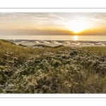 Les dunes entre Fort-Mahon et la baie d'Authie au soleil couchant