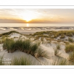 Les dunes entre Fort-Mahon et la baie d'Authie au soleil couchant