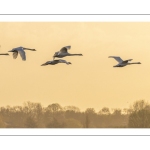 vol de Cygnes tuberculés(Cygnus olor - Mute Swan)