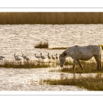 cheval et spatules dans les marais autour de la baie de Somme