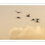 vol de Spatules blanches (Platalea leucorodia - Eurasian Spoonbill)