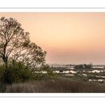 Le marais de blanquetaque près de Noyelles-sur-mer au petit matin