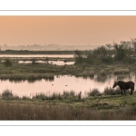 Le marais de blanquetaque près de Noyelles-sur-mer au petit matin