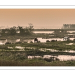 Le marais de blanquetaque près de Noyelles-sur-mer au petit matin