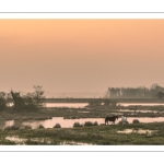 Le marais de blanquetaque près de Noyelles-sur-mer au petit matin