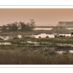 Le marais de blanquetaque près de Noyelles-sur-mer au petit matin