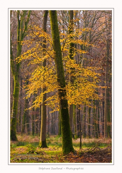 Foret_Crecy_Automne_29_11_2014_0001-border
