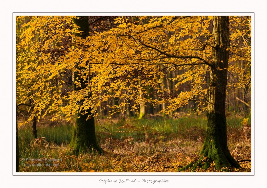 Foret_Crecy_Automne_29_11_2014_0004-border