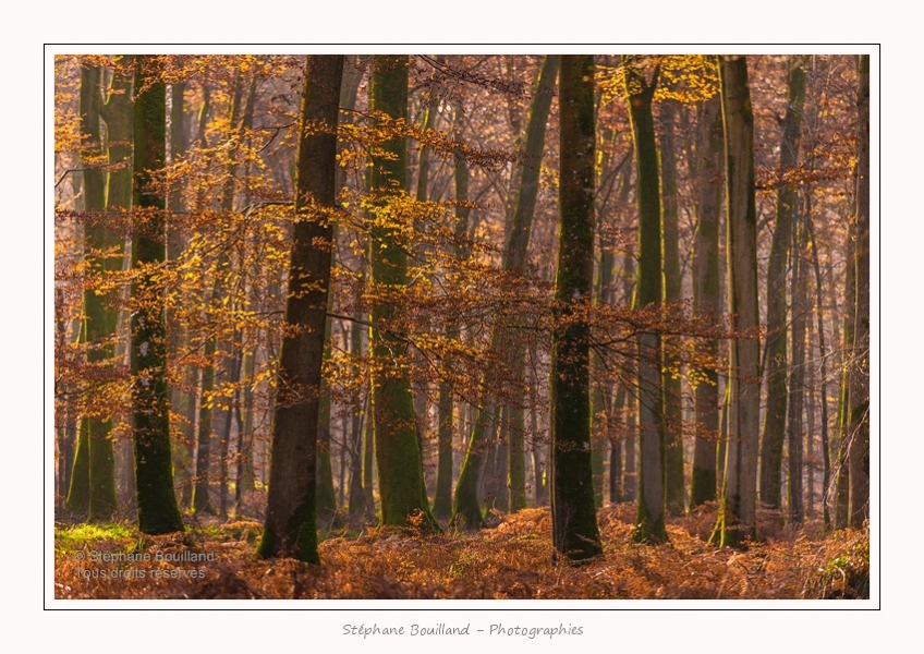 Foret_Crecy_Automne_29_11_2014_0007-border