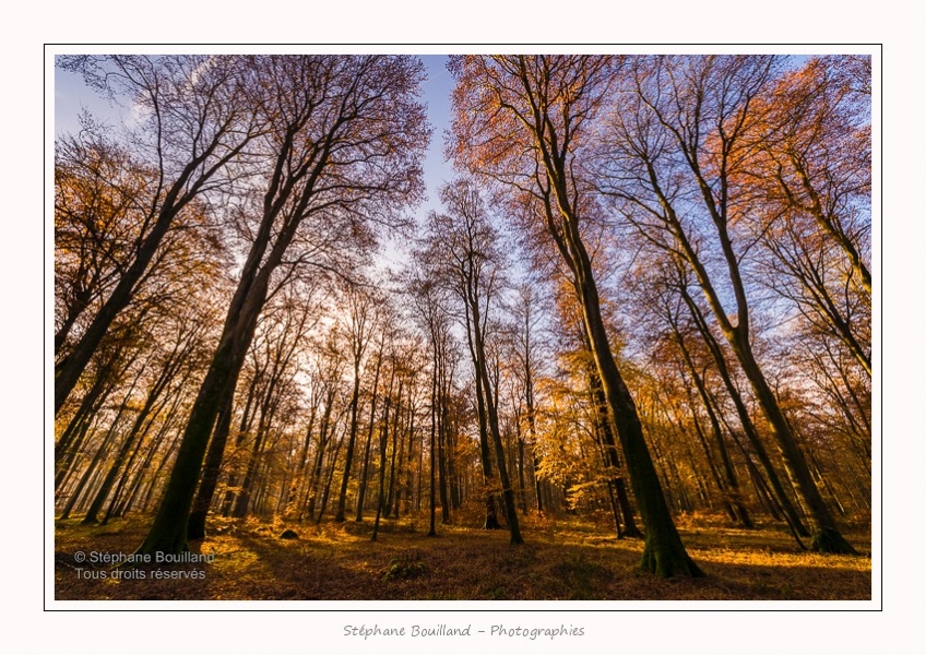 Foret_Crecy_Automne_29_11_2014_0010-border