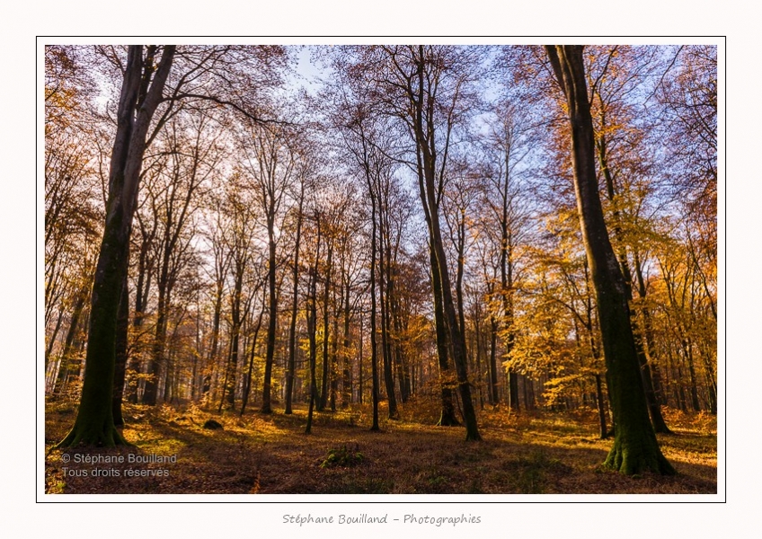 Foret_Crecy_Automne_29_11_2014_0011-border