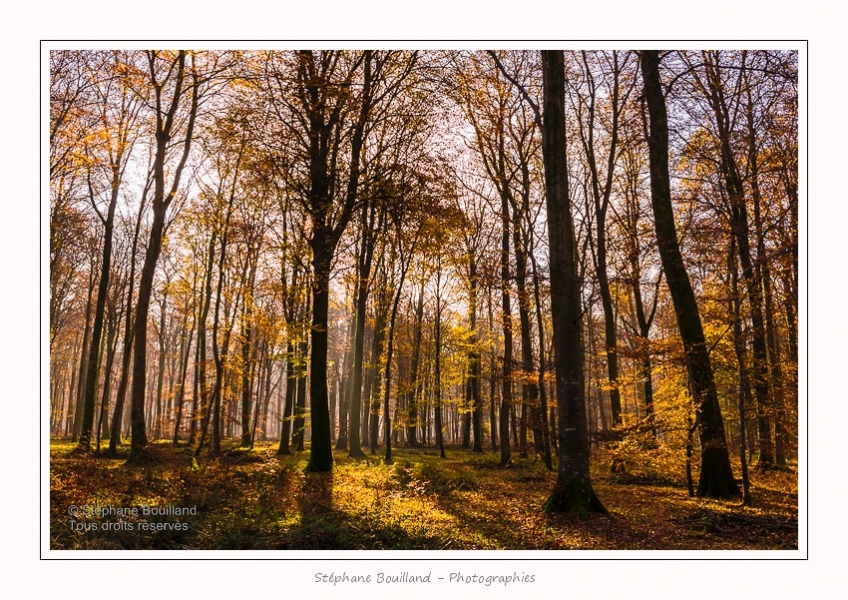Foret_Crecy_Automne_29_11_2014_0014-border