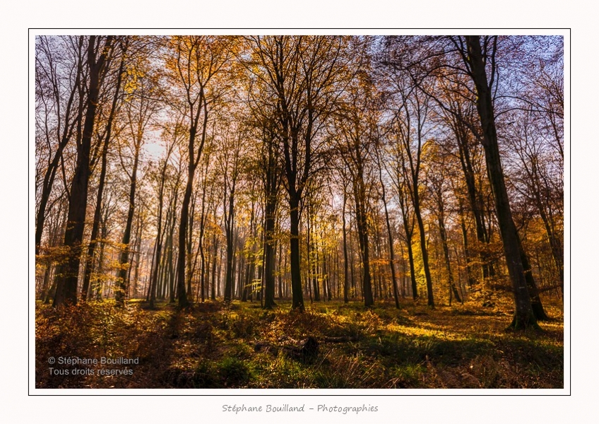 Foret_Crecy_Automne_29_11_2014_0015-border