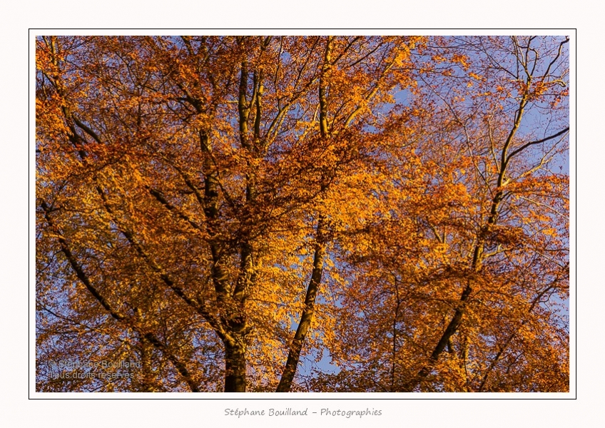 Foret_Crecy_Automne_29_11_2014_0017-border