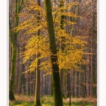 Foret_Crecy_Automne_29_11_2014_0001-border