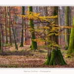 Foret_Crecy_Automne_29_11_2014_0002-border