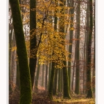 Foret_Crecy_Automne_29_11_2014_0003-border