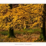 Foret_Crecy_Automne_29_11_2014_0004-border