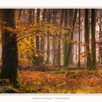 Foret_Crecy_Automne_29_11_2014_0005-border