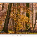Foret_Crecy_Automne_29_11_2014_0006-border