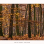 Foret_Crecy_Automne_29_11_2014_0007-border