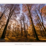 Foret_Crecy_Automne_29_11_2014_0010-border